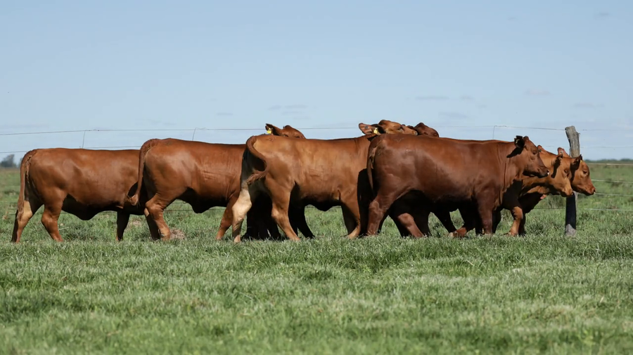 Lote Vaquilla Para Servicio