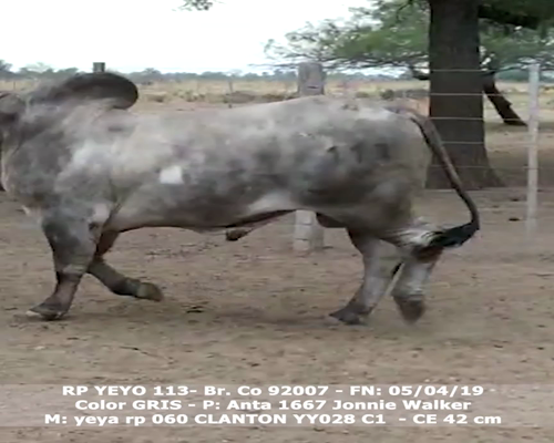 Lote YEYO 113