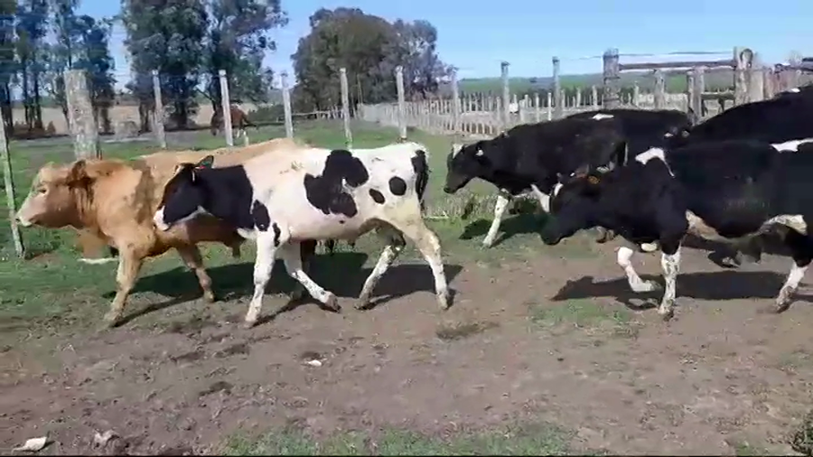 Lote 10 Terneros Holando 8 HOLANDO - 2 CRUZAS a remate en #49 Pantalla Carmelo 224kg -  en RUTA 50 KM. 12,500