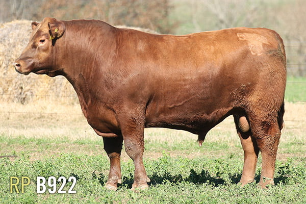 Lote 3 TOROS PUROS DE PEDIGREE