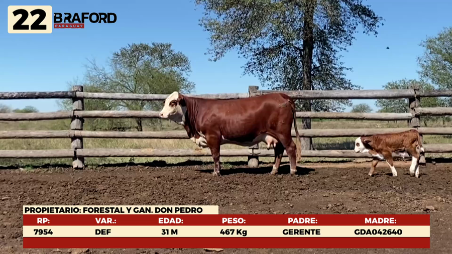 Lote LOTE 22 HEMBRAS DE CAMPO