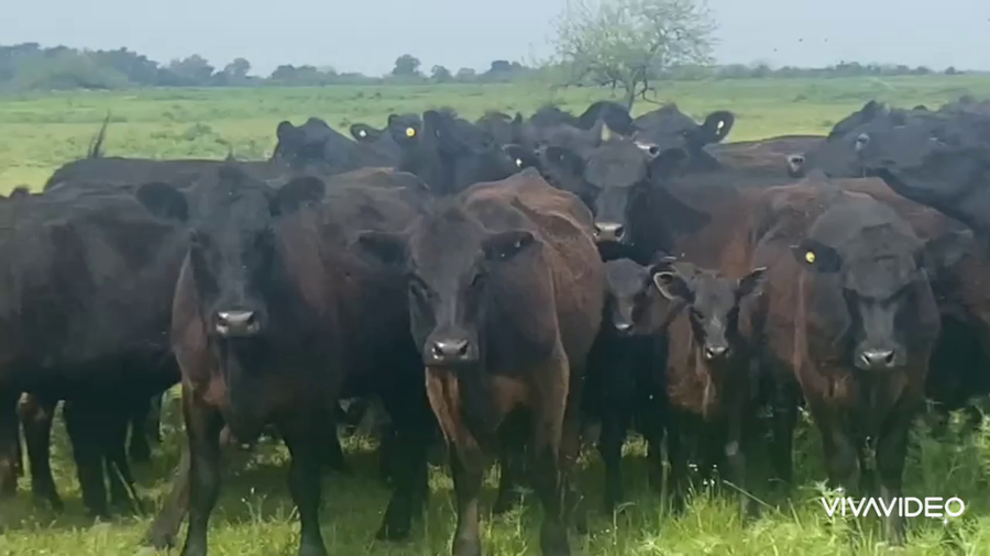 Lote 44 Vaquillonas C/ cria en Brandsen, Buenos Aires