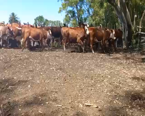 Lote Vaquillonas