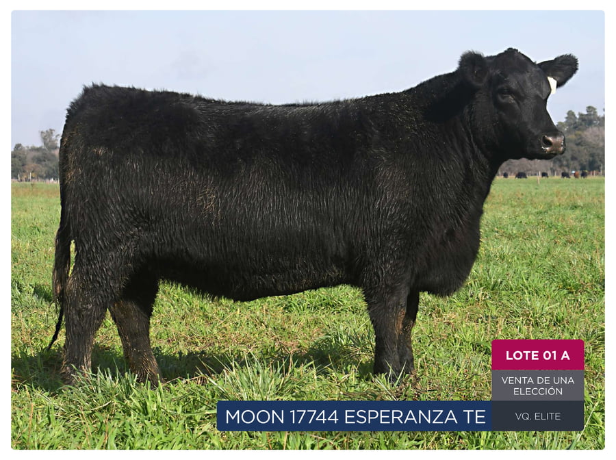 Lote RP 17744 y 17763 - VAQUILLONAS PP ELITE VENTA DE UNA ELECCION