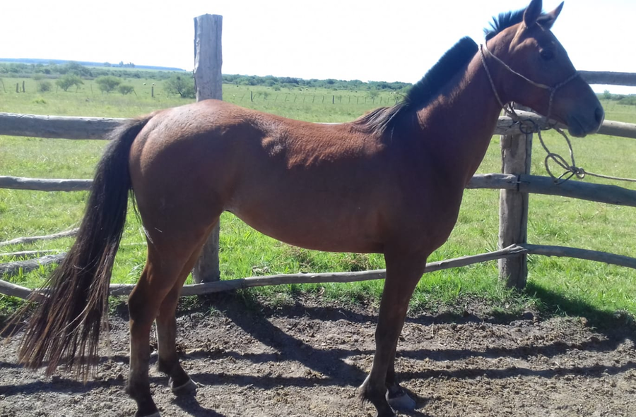 Lote ANGLO ARABES DEPORTIVOS
