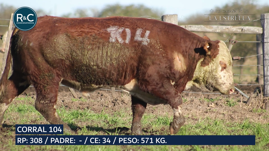 Lote Toro Hereford