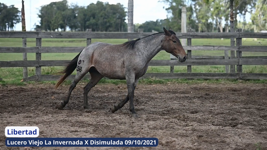 Lote Libertad