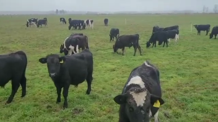 Lote 120 Ternero en Los Lagos, XIV Región Los Ríos