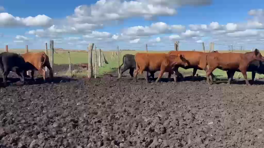 Lote VAQ +2 PREÑADAS