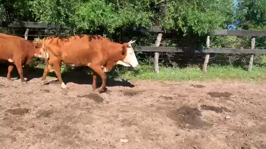 Lote 14 Vacas C/ cria