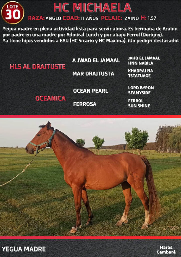 Lote HC MICHAELA