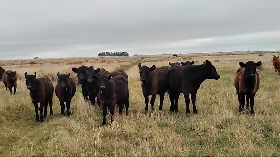 Lote 70 Terneros/as en Olavarria