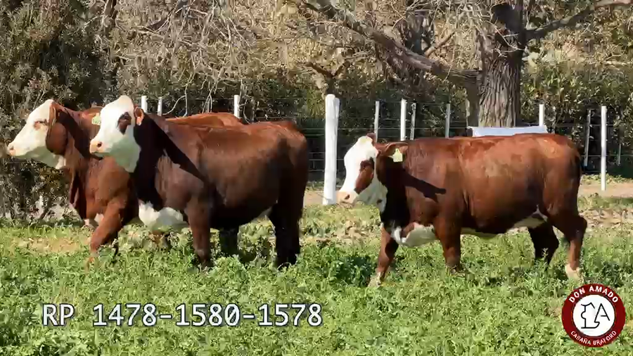 Lote Hembras Don Amado