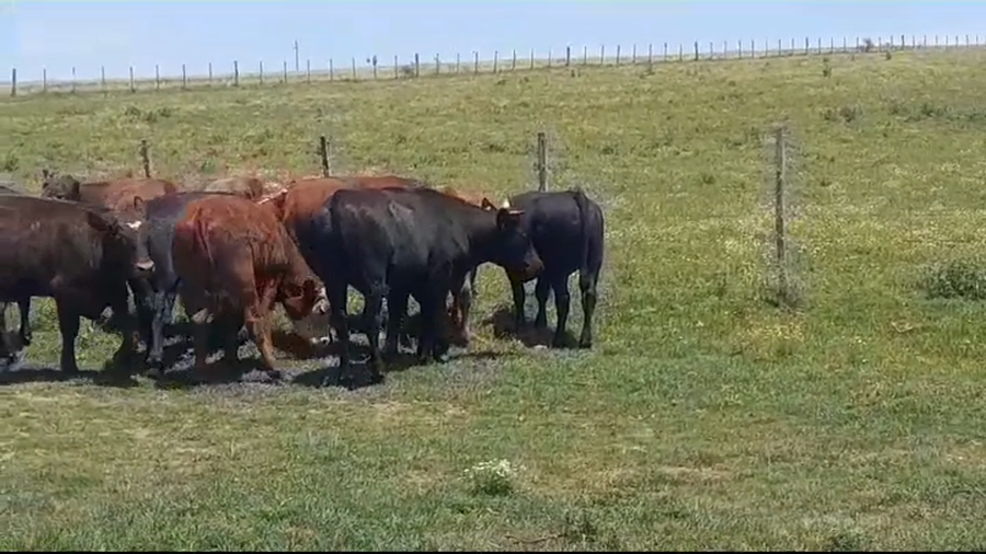 Lote (Vendido)11 Novillos 1 a 2 años ANGUS/ HEREFORD a remate en #39 Pantalla Carmelo 320kg -  en POLANCOS