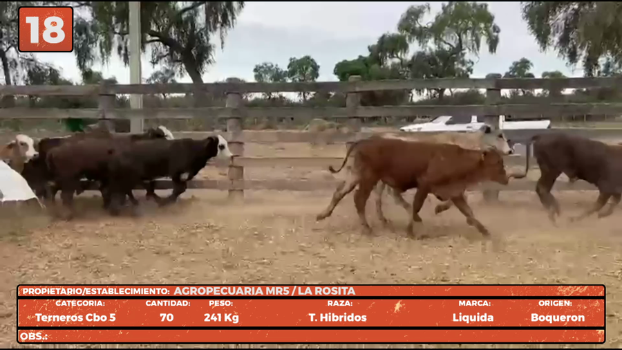 Lote LOTE 18