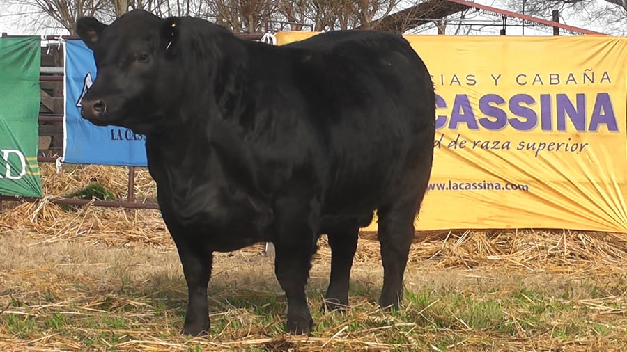 Lote TOROS ANGUS NEGROS PP