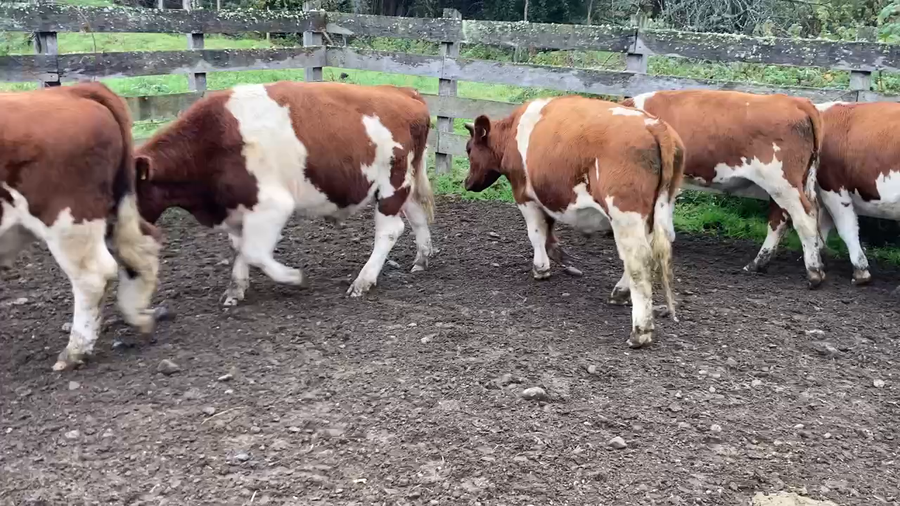 Lote 30 Novillo Engorda en Llanquihue, X Región Los Lagos