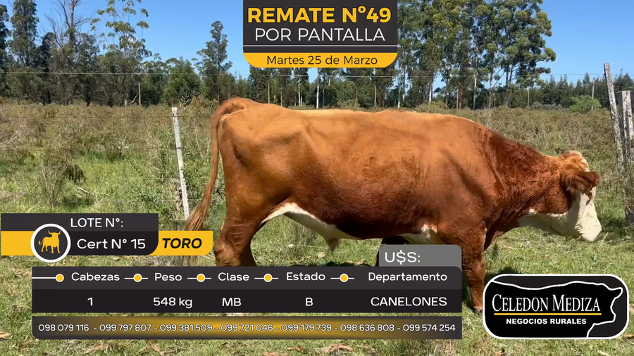 Lote 1 Toros en Otra Localidad, Canelones