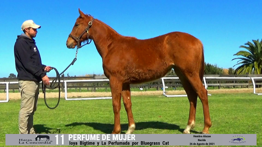 Lote PERFUME DE MUJER