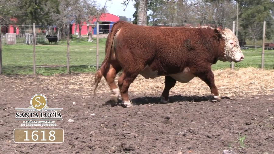 Lote Polled Hereford