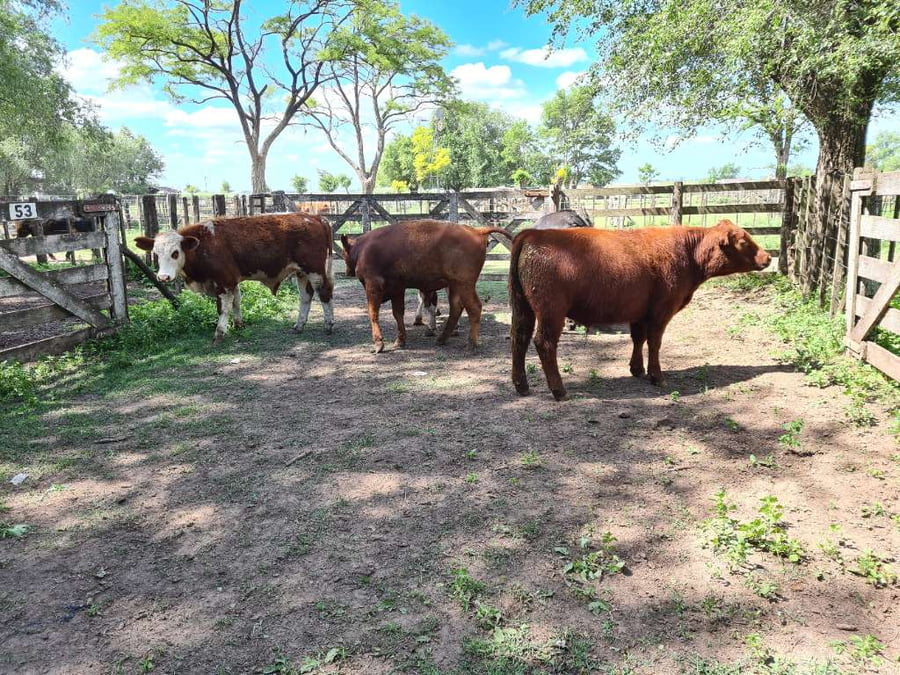 Lote 5 Novillitos en Gral. Lamadrid, Buenos Aires