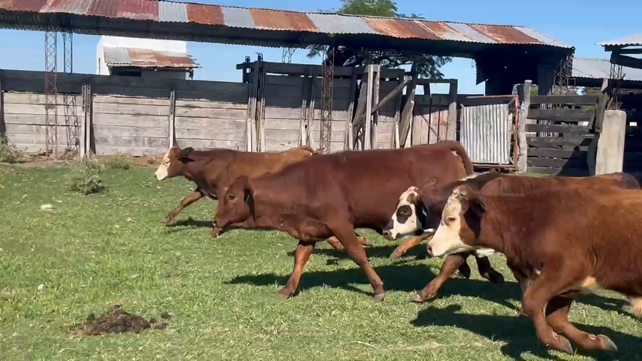 Lote 30 Terneros/as en Corrientes, Gdor. Martínez