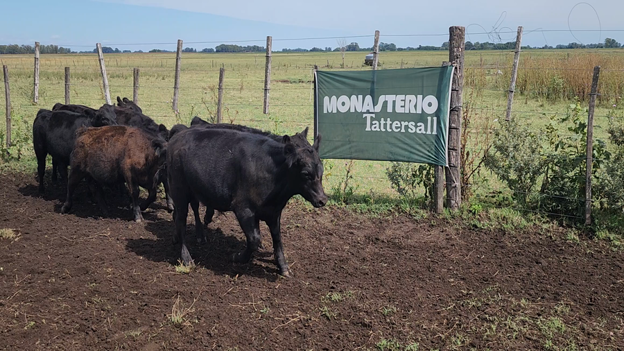 Lote 16 Terneros en Bolívar