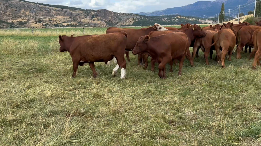 Lote 50 Novillo Engorda en Coyhaique, XI Región Aysén