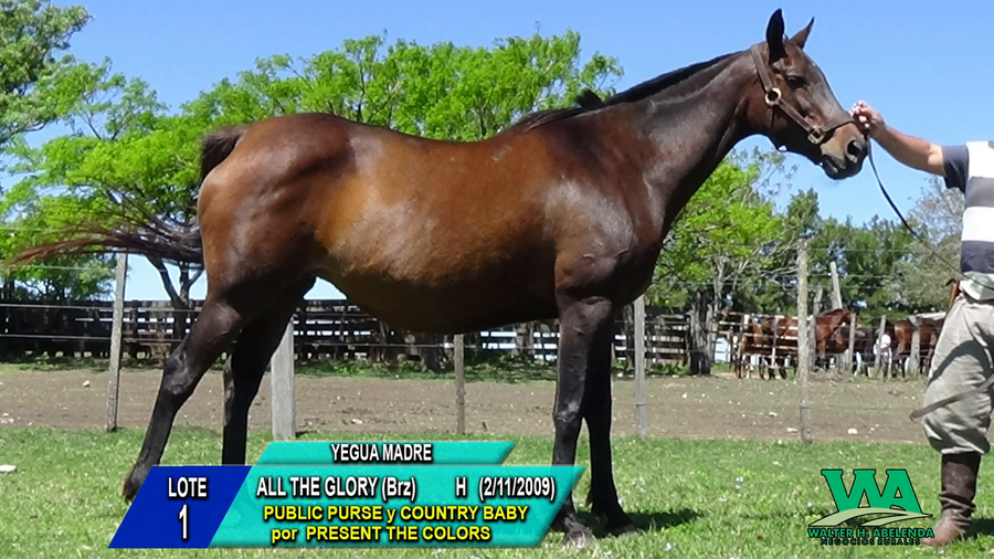 Lote ALL THE GLORY (Brz)