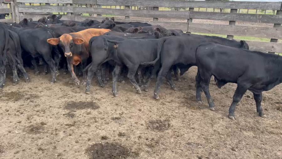 Lote 30 Terneros en Durazno, Entre Ríos