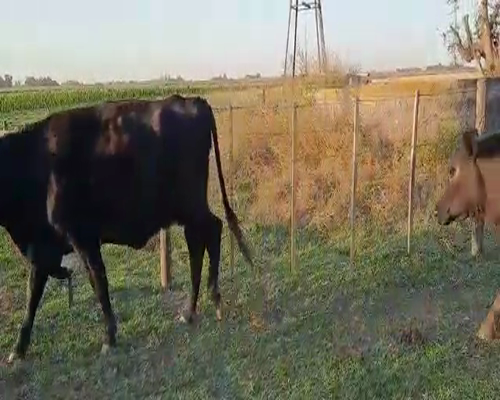 Lote 7 Vacas en Buenos Aires, Pellegrini