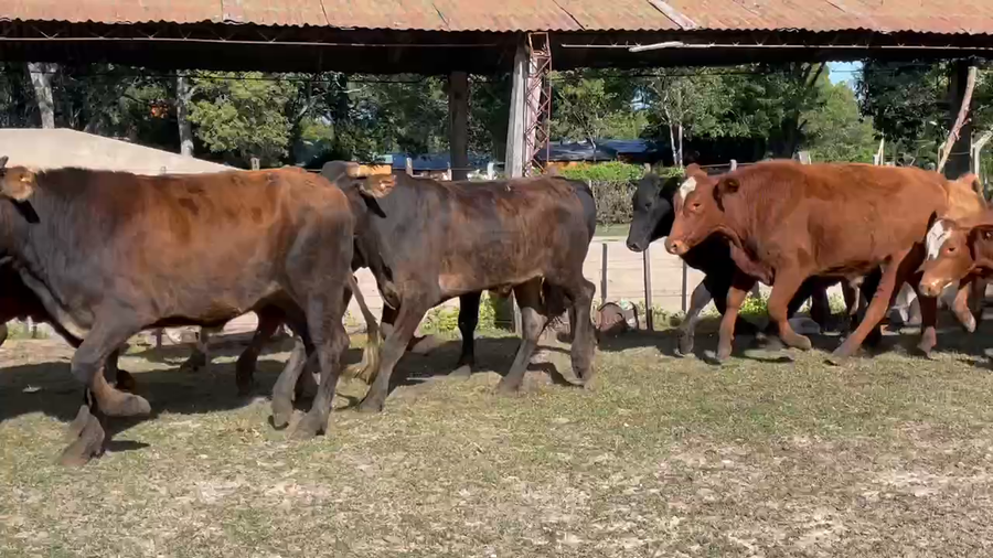 Lote 75 Novillitos en Ituzaingó, Corrientes