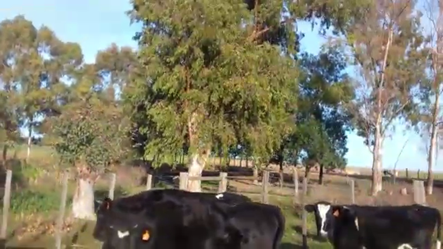 Lote 5 Terneras HOLANDO a remate en Pantalla Camy Mayo - Desde La Cuenca 190kg - , San José