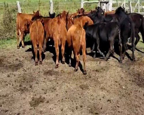 Lote 25 Terneros en Villaguay, Entre Ríos