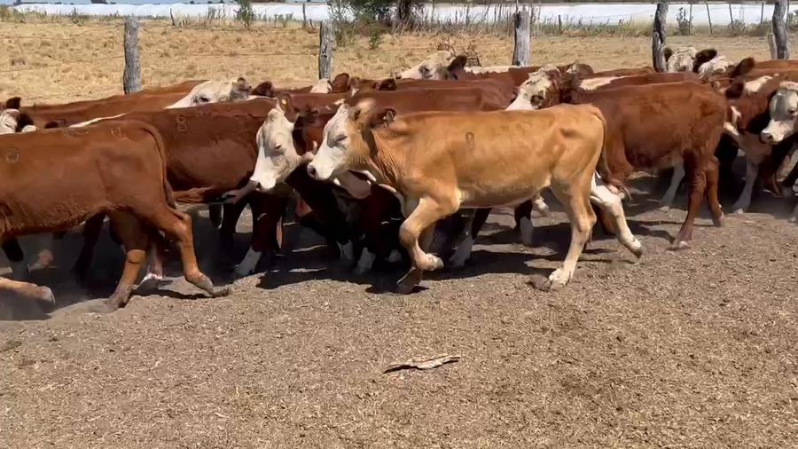 Lote 60 Novillitos en Villaguay, Entre Ríos