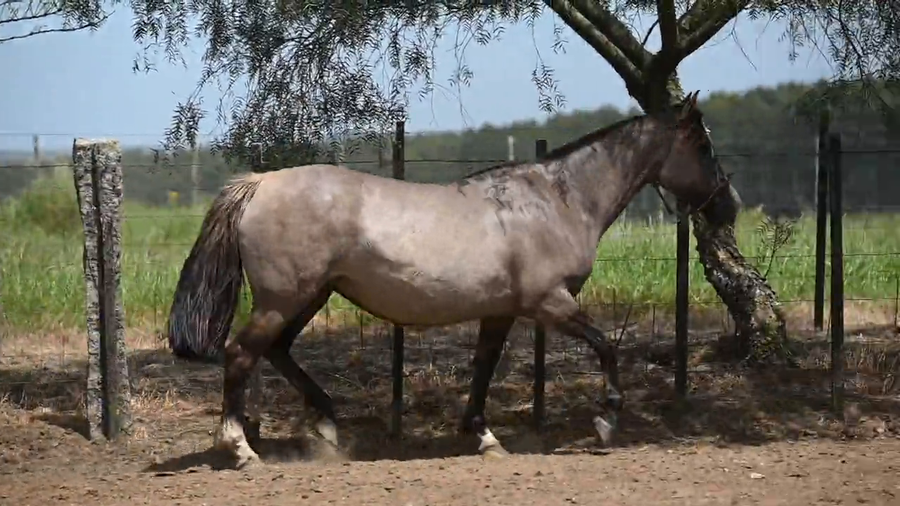 Lote EL  GAVILÁN  OSA  PARDA