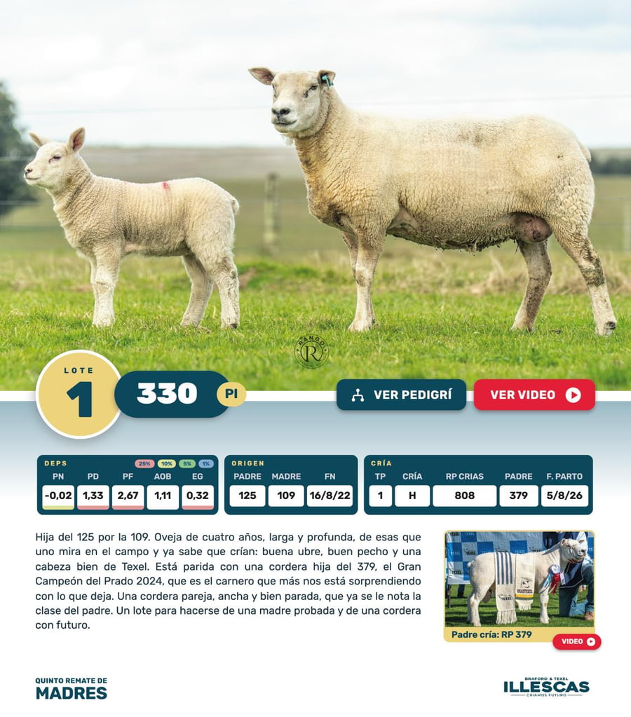 Lote Lote 1