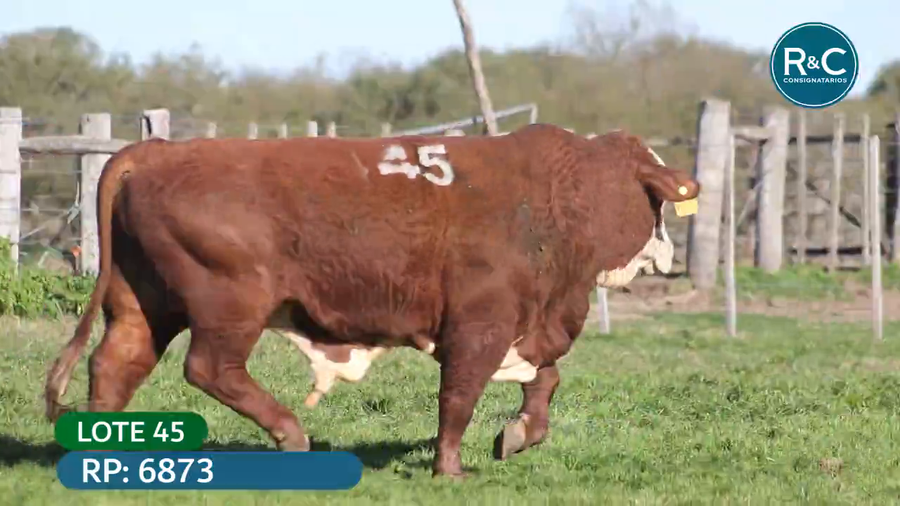 Lote Toros señal 22