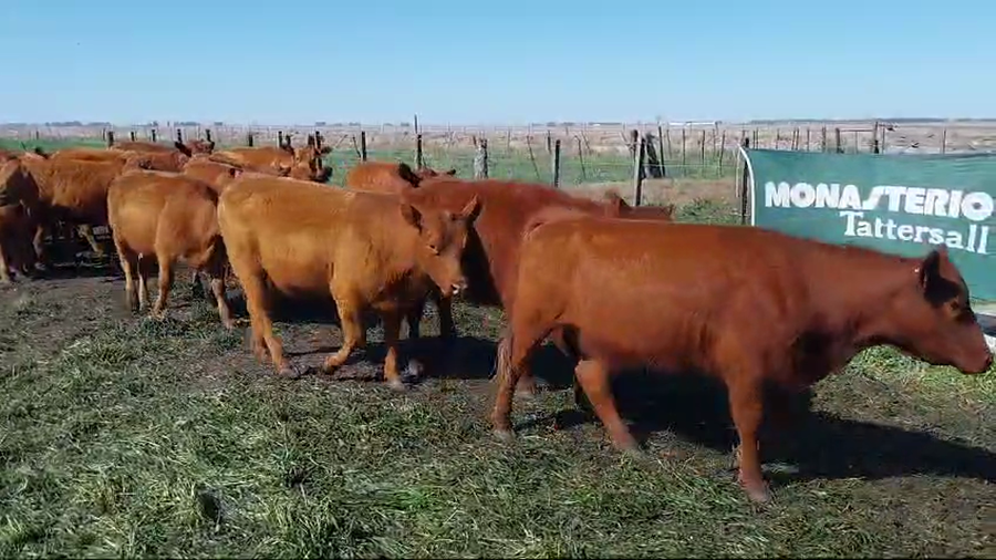 Lote 60 Vaquillonas en Arboledas