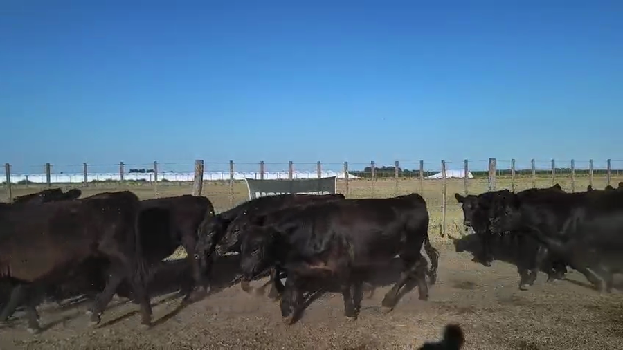 Lote 172 Novillitos en Buenos Aires, Espartillar