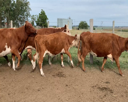 Lote Vacas