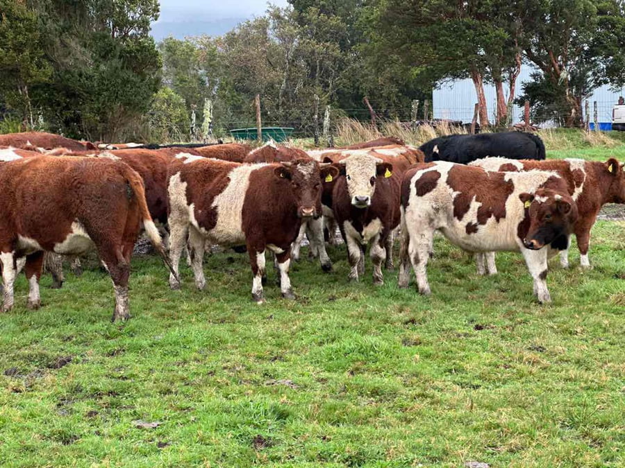 Lote 50 Novillo Engorda en X Región Los Lagos, Ancud