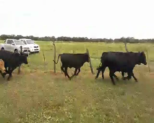 Lote 39 Terneros/as en Santa Sylvina, Chaco