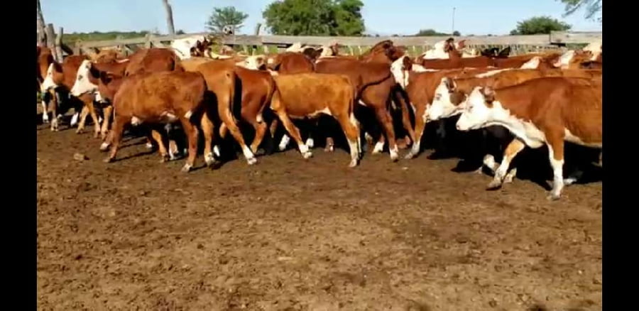 Lote 35 Terneros en Villaguay, Entre Ríos