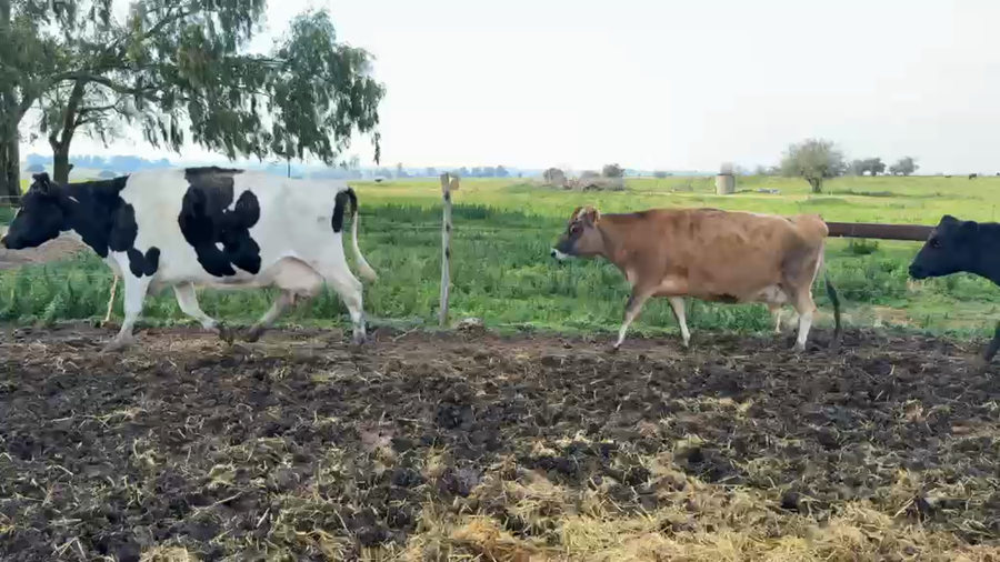 Lote VACAS DE INVERNADA