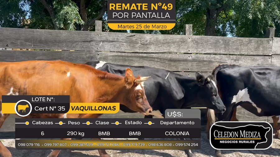 Lote 6 Vaquillonas  en Paso Antolín, Colonia
