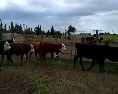 Lote 70 Terneras en Mayor Buratovich, Buenos Aires