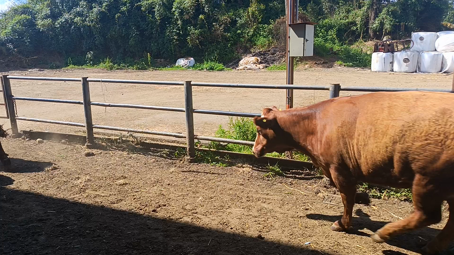 Lote 7 Vaquilla Gorda