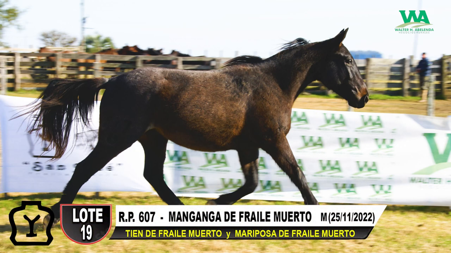 Lote MANGANGA DE FRAILE MUERTO