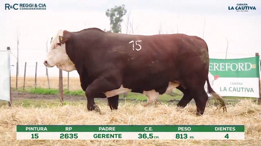 Lote Toros Braford controlados